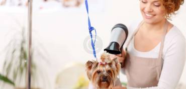 Foods to Avoid Feeding your Pet